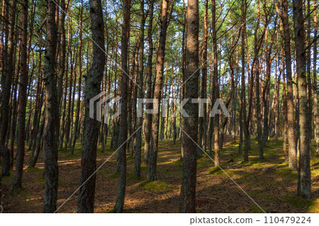 Curonian Spit's Dancing Forest, with its twisting pines creating a mystical pathway, Curonian Spit's Dancing Forest, with its twisting pines creating a mystical pathway, 110479224