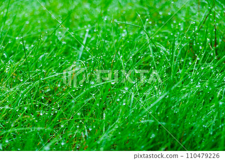 Fresh morning dew clings to lush green grass, sparkling in the light, 110479226