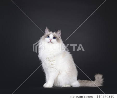 Ragdoll cat on black background 110479359