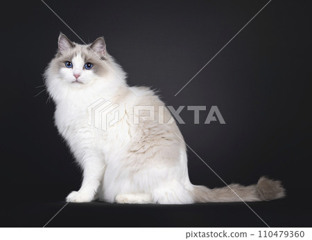 Ragdoll cat on black background 110479360