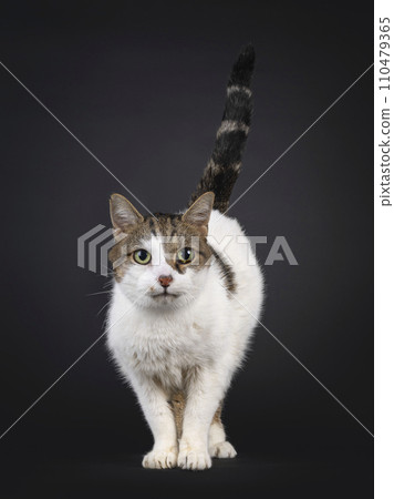 Common house cat on black background Common house cat on black background 110479365