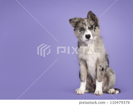 Border Collie on purple background 110479376