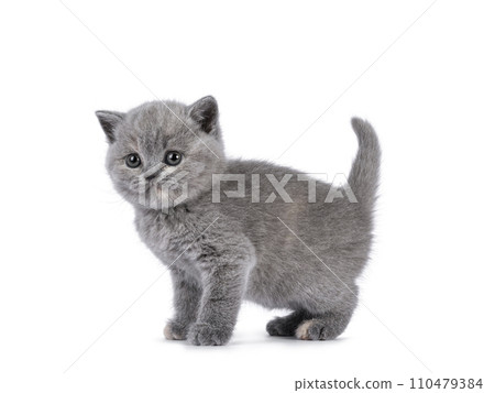 British Shorthair cat kitten on white British Shorthair cat kitten on white 110479384