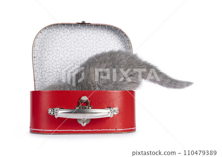 British Shorthair cat kitten on white British Shorthair cat kitten on white 110479389