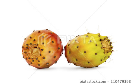 Opuntia ficus cactus fruit on white Opuntia ficus cactus fruit on white 110479398