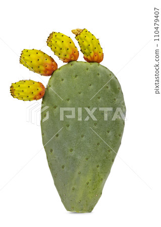 Opuntia ficus cactus fruit on white Opuntia ficus cactus fruit on white 110479407