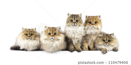 British Longhair cat kittens on white 110479408