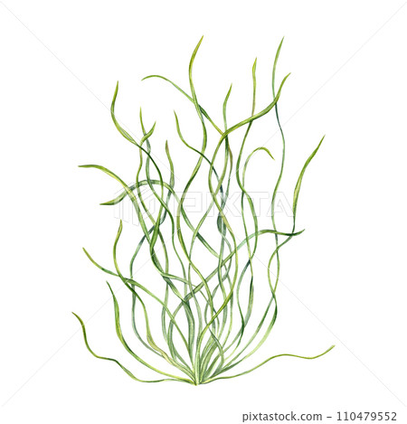 Sea grass. Aquarium plant. Algae, seaweed. Underwater kelp. Green herb. Long leaves. Watercolor illustration. For shop design , print, card or book or logo Sea grass. Aquarium plant. Algae, seaweed. Underwater kelp. Green herb. Long leaves. Watercolor illustration. For shop design , print, card or book or logo 110479552