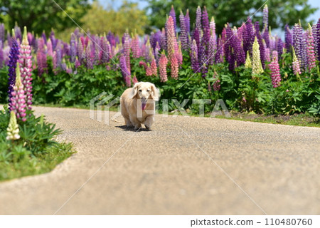 Dachshund taking a walk Dachshund taking a walk 110480760