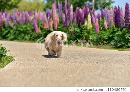 Dachshund taking a walk Dachshund taking a walk 110480761
