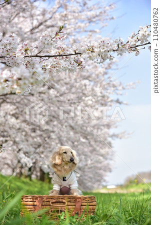 Dachshund and cherry blossom viewing Dachshund and cherry blossom viewing 110480762