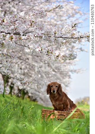 臘腸犬和櫻花觀賞 臘腸犬和櫻花觀賞 110480763