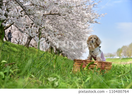 臘腸犬和櫻花觀賞 臘腸犬和櫻花觀賞 110480764