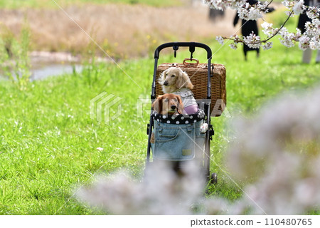 臘腸犬和櫻花觀賞 臘腸犬和櫻花觀賞 110480765
