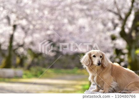 臘腸犬和櫻花觀賞 臘腸犬和櫻花觀賞 110480766