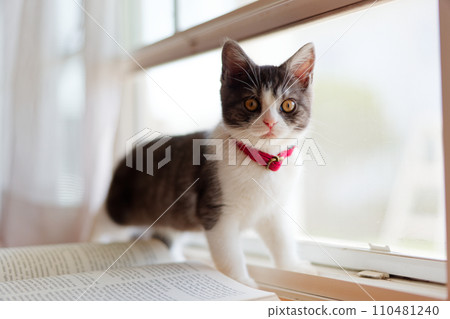 Kitten in the window side Kitten in the window side 110481240