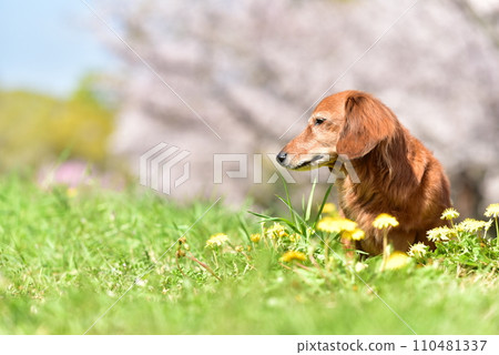 Dachshund and cherry blossom viewing 110481337
