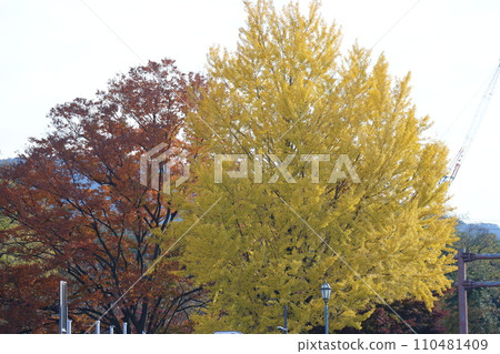 銀杏樹和秋葉泛黃的街道 110481409