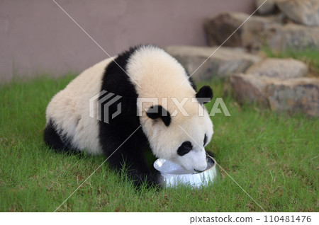 Yuhama's milk time Yuhama's milk time 110481476