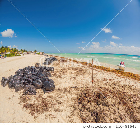 The beautiful Caribbean beach totally filthy and dirty the nasty seaweed sargazo problem in Playa del Carmen Quintana Roo Mexico 110481643