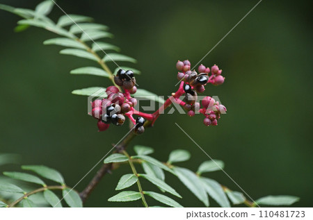 一種日本捲心菜果實,透過紅棕色的果皮可以看到美麗閃亮的黑色種子。 一種日本捲心菜果實,透過紅棕色的果皮可以看到美麗閃亮的黑色種子。 110481723