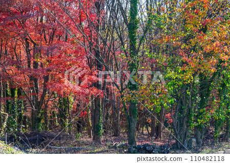Autumn leaves scenery Kumamoto factory construction site Surrounding scenery "TSMC" (JASM) Taiwan Semiconductor Manufacturing Japan (winter) Kikuyo, Kumamoto Prefecture 110482118
