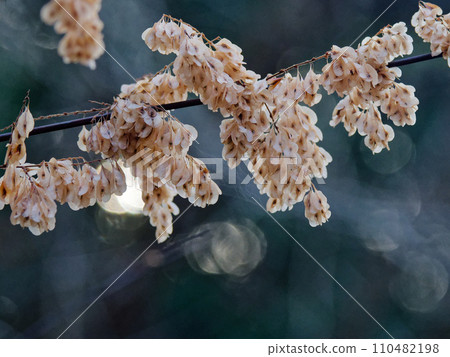 大型多年生草本虎杖的有翅果 110482198