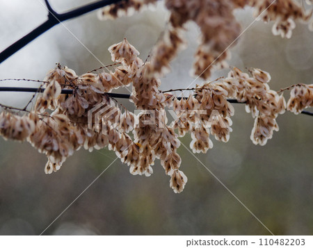 大型多年生草本虎杖的有翅果 110482203
