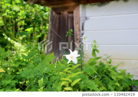 Flower of Shiron lily 110482419