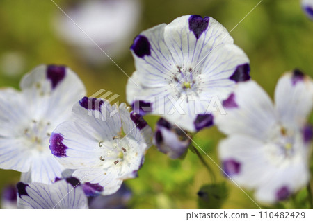 Poppy flower field on Kayama Lavender Hill Poppy flower field on Kayama Lavender Hill 110482429