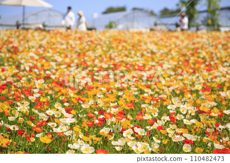 加山薰衣草山的罌粟花田 加山薰衣草山的罌粟花田 110482473