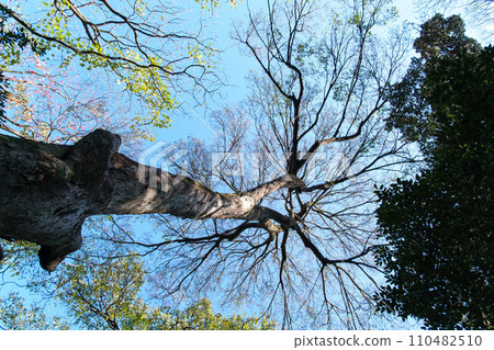 閃亮森林 閃亮森林 110482510