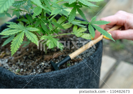 Hand with a garden tool takes care of a hemp bush. Growing marijuana at home, in personal garden. 110482673