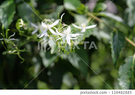 Sengenesou花 110482885