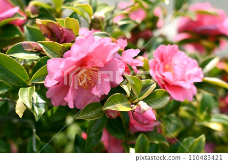 茶梅 (Camellia sasanqua) 110483421