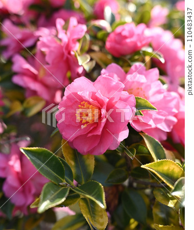 茶梅 (Camellia sasanqua) 110483437
