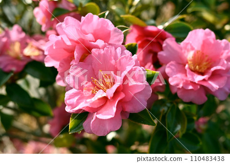 Sasanqua (Camellia sasanqua) 110483438