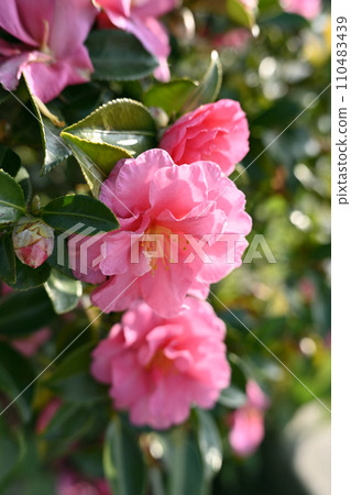 茶梅 (Camellia sasanqua) 110483439