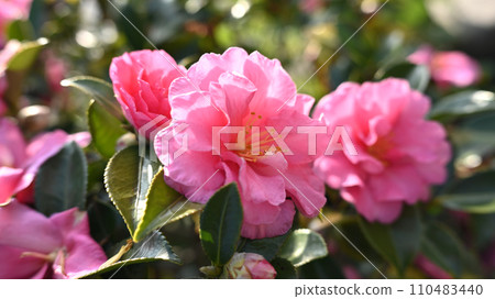 茶梅 (Camellia sasanqua) 茶梅 (Camellia sasanqua) 110483440
