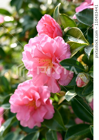 茶梅 (Camellia sasanqua) 茶梅 (Camellia sasanqua) 110483441