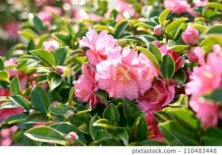 Sasanqua (Camellia sasanqua) 110483448