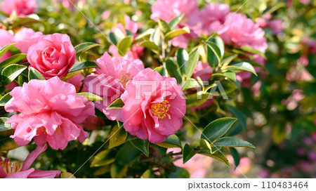 Sasanqua (Camellia sasanqua) 110483464