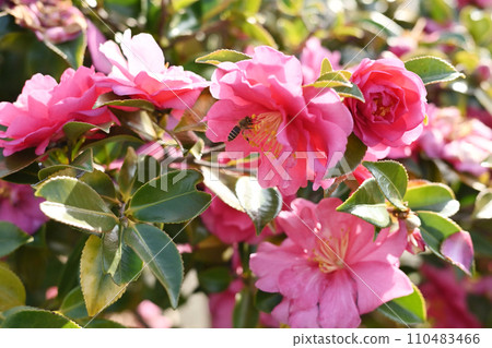 Sasanqua (Camellia sasanqua) 110483466