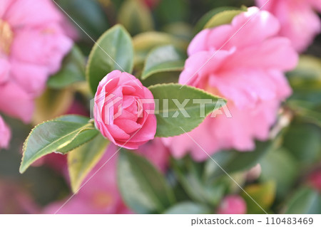 Sasanqua (Camellia sasanqua) 110483469