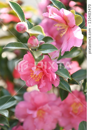 茶梅 (Camellia sasanqua) 110483470