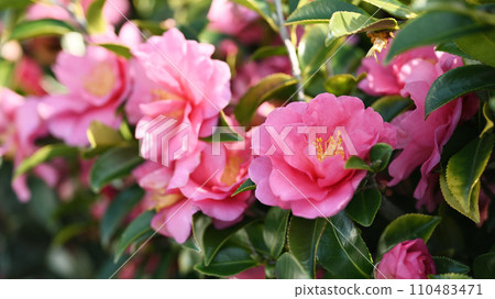 茶梅 (Camellia sasanqua) 110483471
