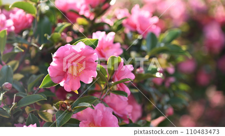 茶梅 (Camellia sasanqua) 茶梅 (Camellia sasanqua) 110483473