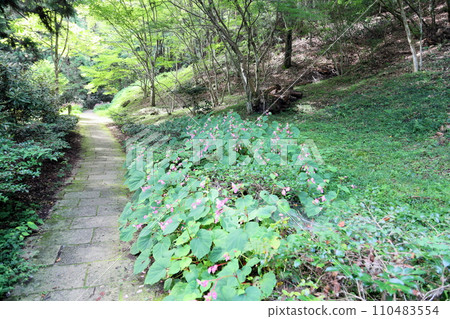 Flower of Shiu-kaido 110483554