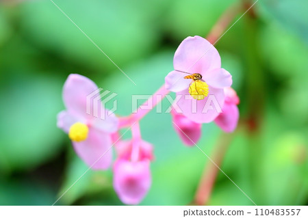 Flower of Shiu-kaido 110483557