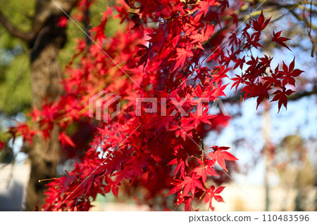 Autumn leaves on the promenade along Arakawa Sports Park Street, Saitama City 110483596